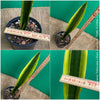 Sansevieria Trifasciata Lillian True, organically grown succulent plants for sale at TOMs FLOWer CLUB.