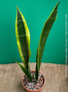 Sansevieria Trifasciata Lillian True, organically grown succulent plants for sale at TOMs FLOWer CLUB.