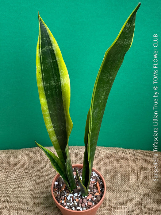 Sansevieria Trifasciata Lillian True, organically grown succulent plants for sale at TOMs FLOWer CLUB.