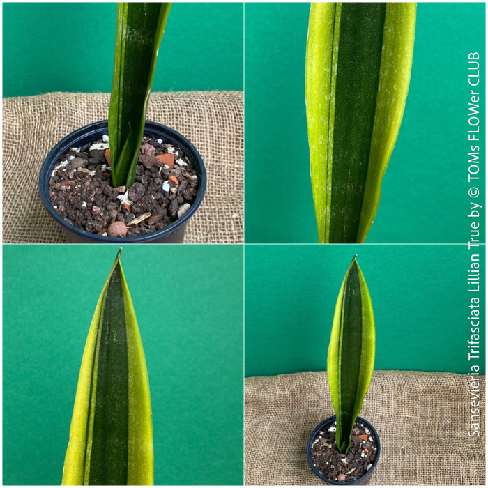 Sansevieria Trifasciata Lillian True, organically grown succulent plants for sale at TOMs FLOWer CLUB.