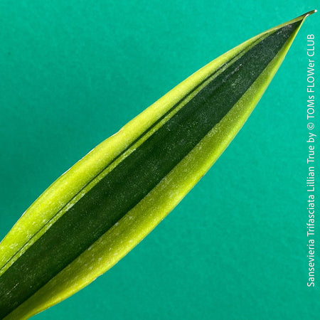 Sansevieria Trifasciata Lillian True, organically grown succulent plants for sale at TOMs FLOWer CLUB.