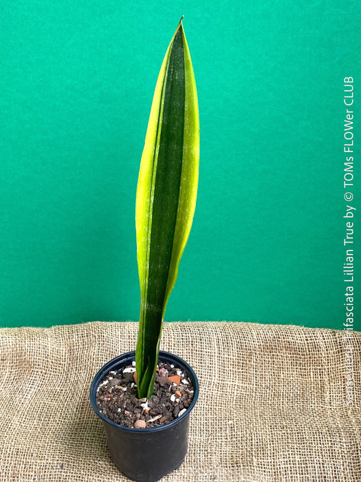 Sansevieria Trifasciata Lillian True, organically grown succulent plants for sale at TOMs FLOWer CLUB.