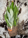 Sansevieria Trifasciata Moonshine, white snake plant, organically grown succulent plants for sale at TOMs FLOWer CLUB.
