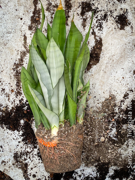 Sansevieria Trifasciata Moonshine, white snake plant, organically grown succulent plants for sale at TOMs FLOWer CLUB.