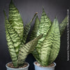 A potted Sansevieria trifasciata robusta (snake plant) with upright, sword-like green leaves featuring dark green to black horizontal stripes, for sale at TOMs FLOWer CLUB.