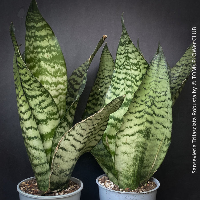 A potted Sansevieria trifasciata robusta (snake plant) with upright, sword-like green leaves featuring dark green to black horizontal stripes, for sale at TOMs FLOWer CLUB.