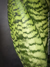 Leaf detail of Sansevieria trifasciata robusta (snake plant) with upright, sword-like green leaves featuring dark green to black horizontal stripes, for sale at TOMs FLOWer CLUB.