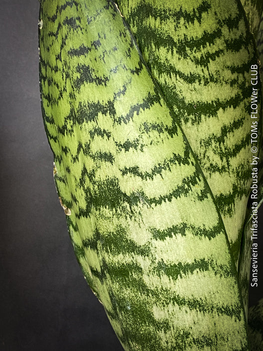 Leaf detail of Sansevieria trifasciata robusta (snake plant) with upright, sword-like green leaves featuring dark green to black horizontal stripes, for sale at TOMs FLOWer CLUB.