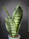 A potted Sansevieria trifasciata robusta (snake plant) with upright, sword-like green leaves featuring dark green to black horizontal stripes, for sale at TOMs FLOWer CLUB.