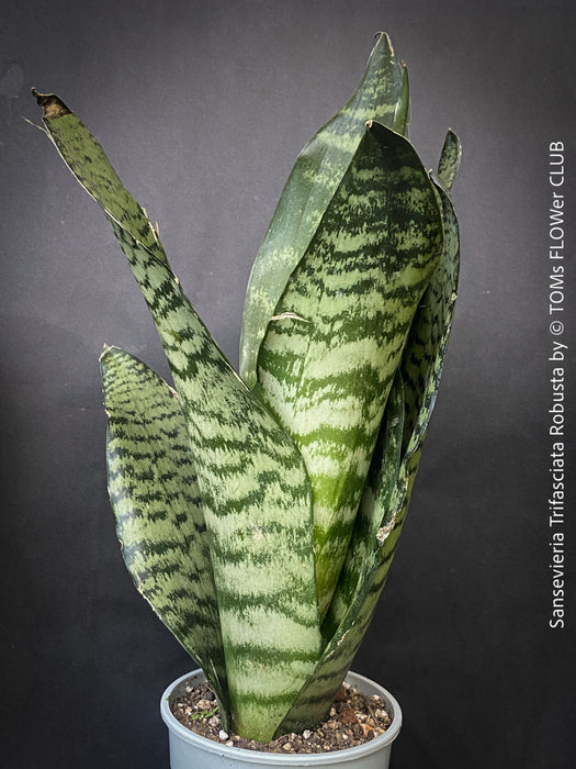 A potted Sansevieria trifasciata robusta (snake plant) with upright, sword-like green leaves featuring dark green to black horizontal stripes, for sale at TOMs FLOWer CLUB.
