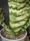 A potted Sansevieria trifasciata robusta (snake plant) with upright, sword-like green leaves featuring dark green to black horizontal stripes, for sale at TOMs FLOWer CLUB.