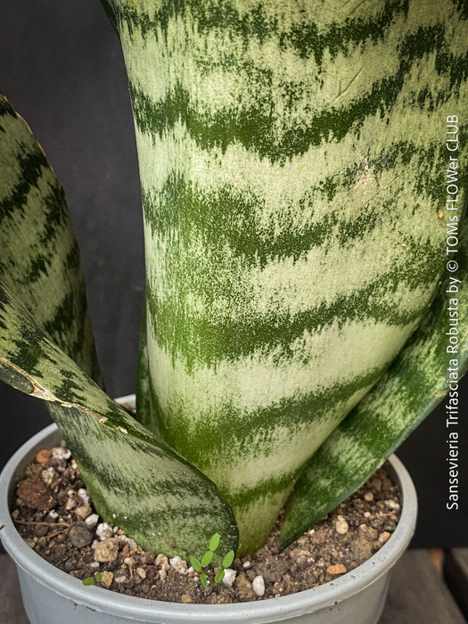 A potted Sansevieria trifasciata robusta (snake plant) with upright, sword-like green leaves featuring dark green to black horizontal stripes, for sale at TOMs FLOWer CLUB.