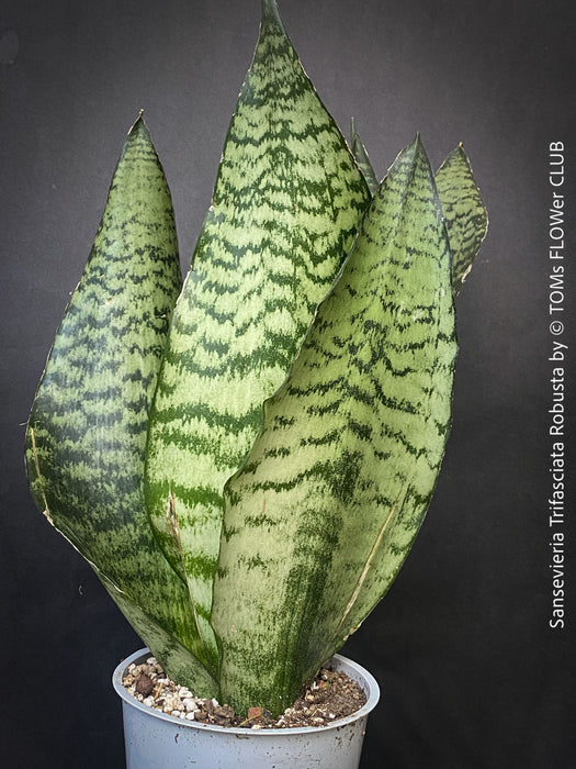 A potted Sansevieria trifasciata robusta (snake plant) with upright, sword-like green leaves featuring dark green to black horizontal stripes, for sale at TOMs FLOWer CLUB.