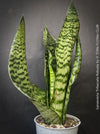 A potted Sansevieria trifasciata robusta (snake plant) with upright, sword-like green leaves featuring dark green to black horizontal stripes, for sale at TOMs FLOWer CLUB.