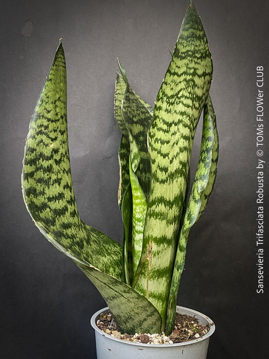 A potted Sansevieria trifasciata robusta (snake plant) with upright, sword-like green leaves featuring dark green to black horizontal stripes, for sale at TOMs FLOWer CLUB.