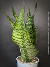 A potted Sansevieria trifasciata robusta (snake plant) with upright, sword-like green leaves featuring dark green to black horizontal stripes, for sale at TOMs FLOWer CLUB.