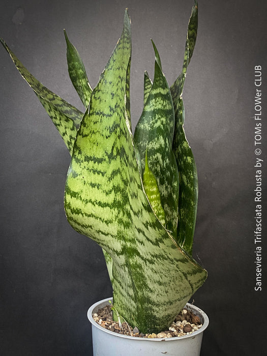A potted Sansevieria trifasciata robusta (snake plant) with upright, sword-like green leaves featuring dark green to black horizontal stripes, for sale at TOMs FLOWer CLUB.