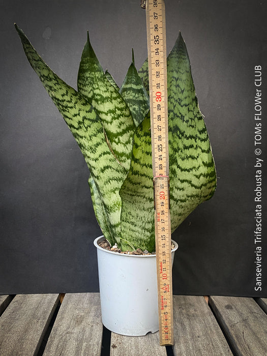 A potted Sansevieria trifasciata robusta (snake plant) with upright, sword-like green leaves featuring dark green to black horizontal stripes, for sale at TOMs FLOWer CLUB.