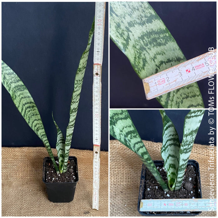 Sansevieria Trifasciata, organically grown succulent plants for sale at TOMs FLOWer CLUB.