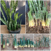 Sansevieria Trifasciata, organically grown succulent plants for sale at TOMs FLOWer CLUB.