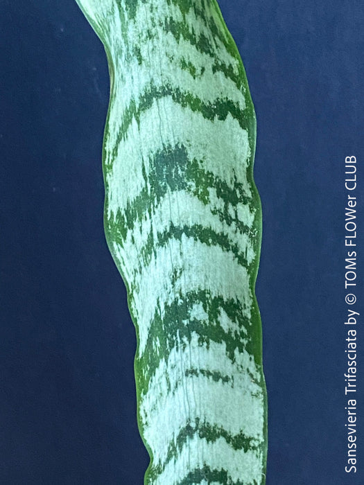 Sansevieria Trifasciata, organically grown succulent plants for sale at TOMs FLOWer CLUB.