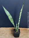 Sansevieria Trifasciata, organically grown succulent plants for sale at TOMs FLOWer CLUB.