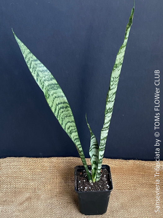 Sansevieria Trifasciata, organically grown succulent plants for sale at TOMs FLOWer CLUB.