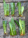 Organically grown Sansevieria Trifasciata rooted cuttings from TOMs FLOWer CLUB. Green-white striped snake plant, air-purifying & easy to care for.