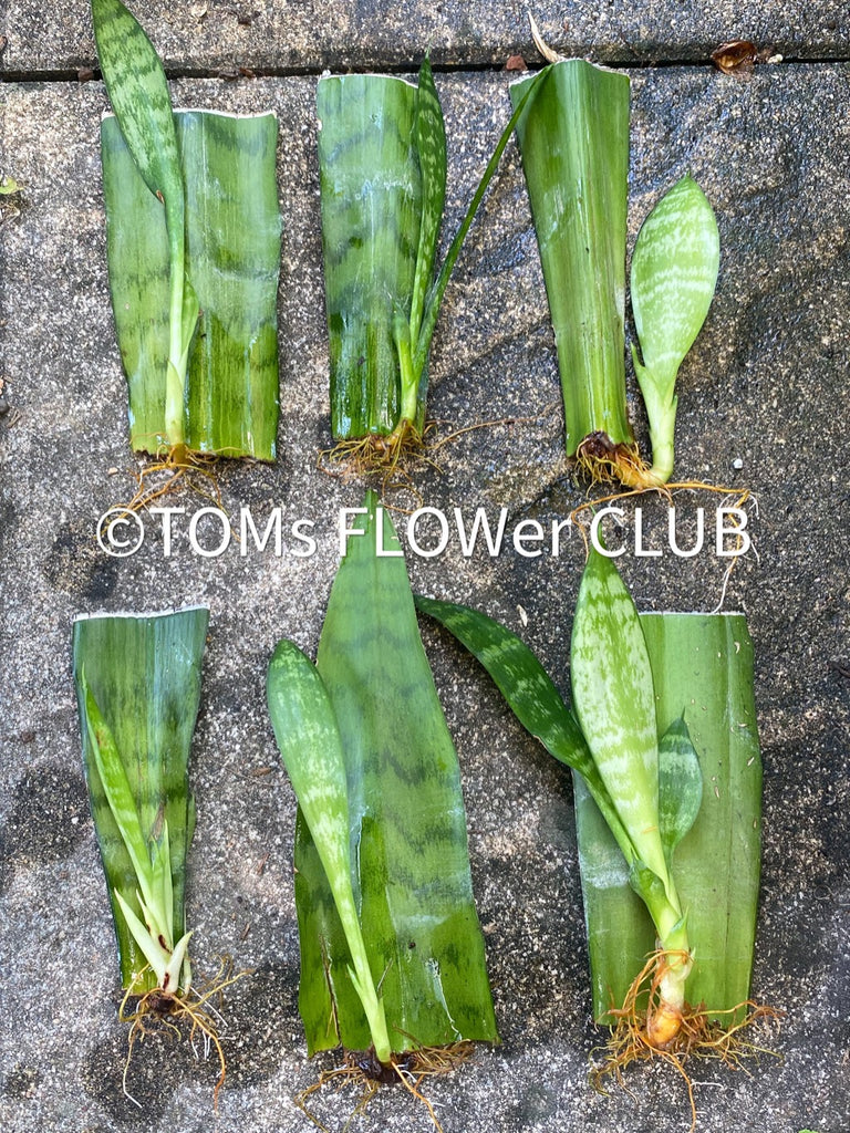 sansevieria trifasciata cuttings Sansevieria Trifasciata - leaf cutting | organically grown succulent plants