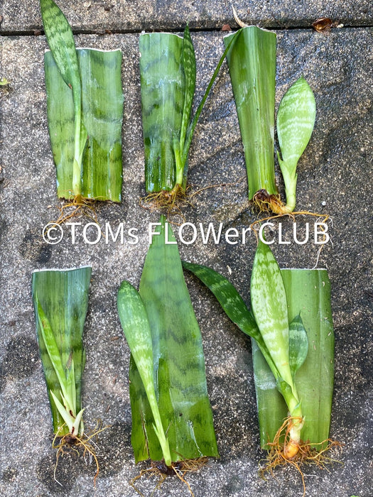 Organically grown Sansevieria Trifasciata rooted cuttings from TOMs FLOWer CLUB. Green-white striped snake plant, air-purifying & easy to care for.