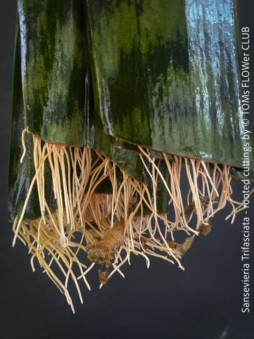 Organically grown Sansevieria Trifasciata rooted cuttings from TOMs FLOWer CLUB. Green-white striped snake plant, air-purifying & easy to care for.