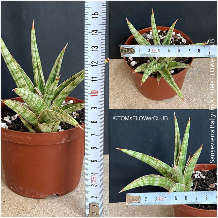 Sansevieria Ballyi, organically grown succulent plants for sale at TOMs FLOWer CLUB.