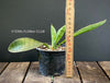 Sansevieria Hyacinthoides, organically grown succulent plants for sale at TOMsFLOWer CLUB.