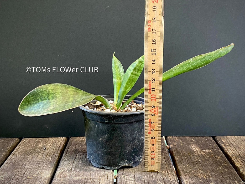 Sansevieria Hyacinthoides, organically grown succulent plants for sale at TOMsFLOWer CLUB.