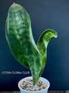 Sansevieria Hyacinthoides, ORGANICALLY GROWN SUCCULENT PLANT FOR SALE AT TOMs FLOWer CLUB.