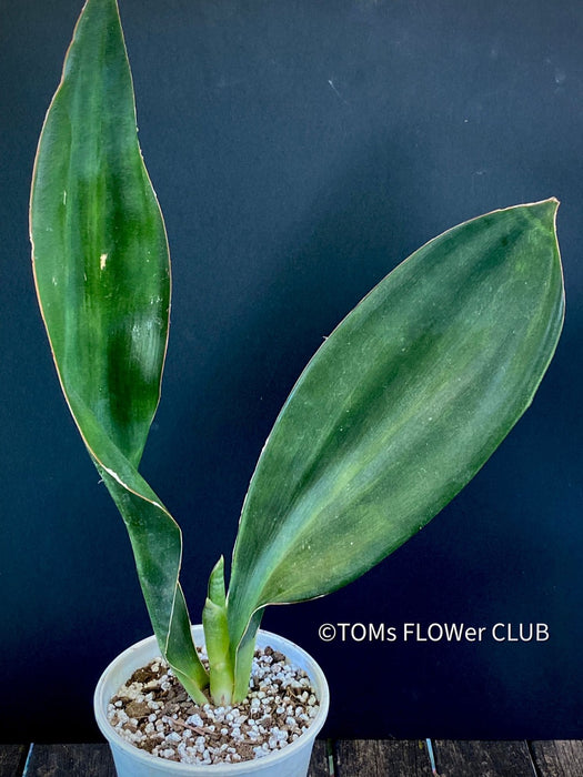 Sansevieria Hyacinthoides, ORGANICALLY GROWN SUCCULENT PLANT FOR SALE AT TOMs FLOWer CLUB.