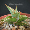Sansevieria Lavranos 23251, organically grown succulent plants for sale at TOMsFLOWer CLUB.