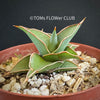 Sansevieria Lavranos 23251, organically grown succulent plants for sale at TOMsFLOWer CLUB.