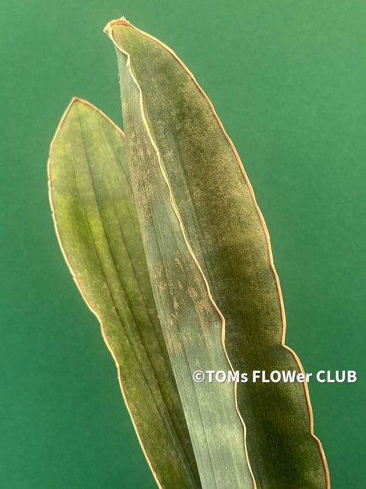Sansevieria Humiflora Ficizola crossing Zimbabwe R1881, organically grown succulent sansevieria plants for sale at TOMs FLOWer CLUB. 