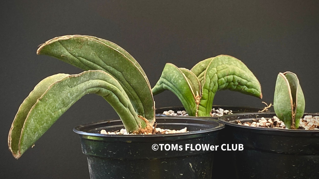 Sansevieria Sinus-Simiorum, organically grown succulent sansevieria plants for sale at TOMs FLOWer CLUB.