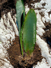 Sansevieria masoniana Mason's Congo, organically grown succulent plants for sale at TOMsFLOWer CLUB.