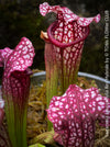Sarracenia Leucophylla Red Hybride, Pitcher plant, organically grown tropical plants for sale at TOMs FLOWer CLUB.