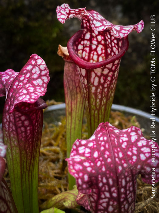 Sarracenia Leucophylla Red Hybride, Pitcher plant, organically grown tropical plants for sale at TOMs FLOWer CLUB.