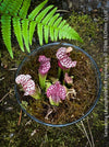 Sarracenia Leucophylla Red Hybride, Pitcher plant, organically grown tropical plants for sale at TOMs FLOWer CLUB.