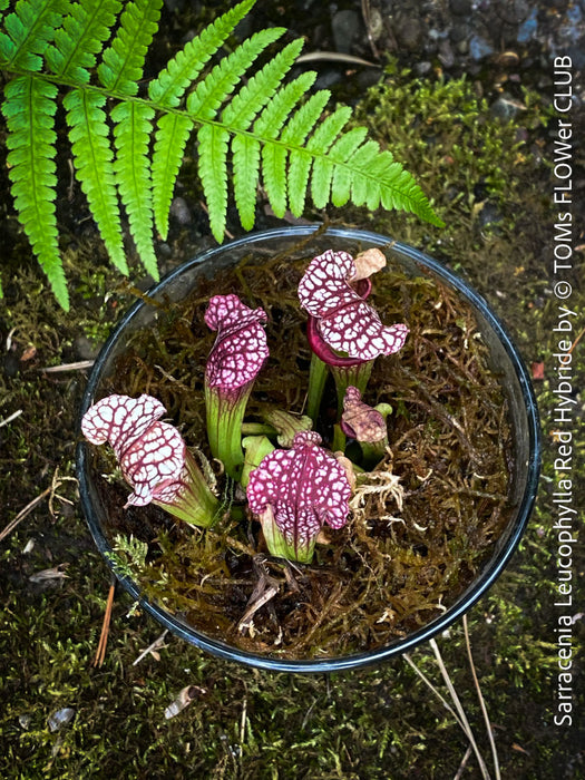 Sarracenia Leucophylla Red Hybride, Pitcher plant, organically grown tropical plants for sale at TOMs FLOWer CLUB.