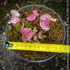 Sarracenia Leucophylla Red Hybride, Pitcher plant, organically grown tropical plants for sale at TOMs FLOWer CLUB.
