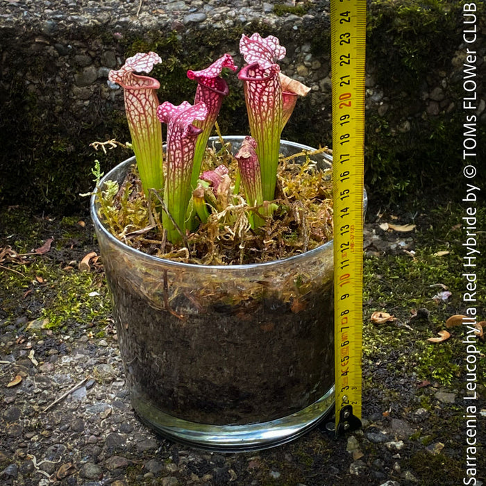 Sarracenia Leucophylla Red Hybride, Pitcher plant, organically grown tropical plants for sale at TOMs FLOWer CLUB.