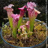 Sarracenia Leucophylla Red Hybride, Pitcher plant, organically grown tropical plants for sale at TOMs FLOWer CLUB.