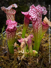 Sarracenia Leucophylla Red Hybride, Pitcher plant, organically grown tropical plants for sale at TOMs FLOWer CLUB.