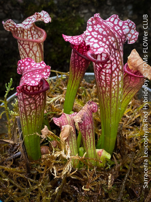 Sarracenia Leucophylla Red Hybride, Pitcher plant, organically grown tropical plants for sale at TOMs FLOWer CLUB.